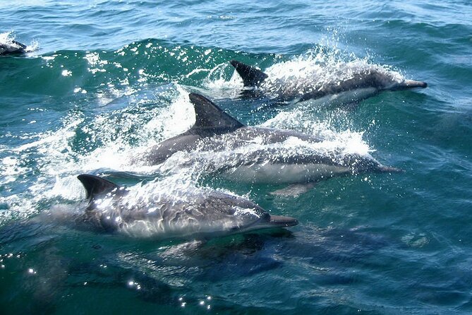 Dolphin Watching + 2 Islands Tour - From Faro - The return through the Ria Formosa