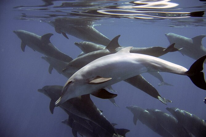 Dolphin Watching + 2 Islands Tour - From Faro - Guides, boats, and the small-group advantage