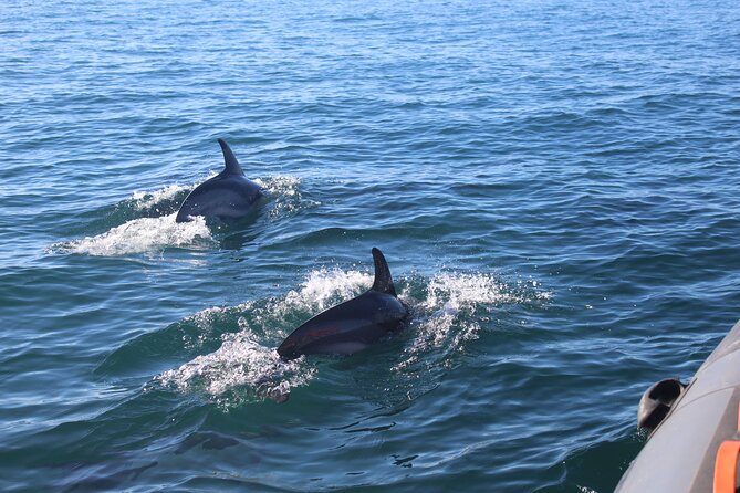 Dolphin Watching + 2 Islands Tour - From Faro - Is $72.59 a fair price?