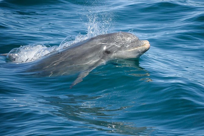 Dolphin Watching and Cave Boat Cruise from Albufeira - Following the Algarve cave coast