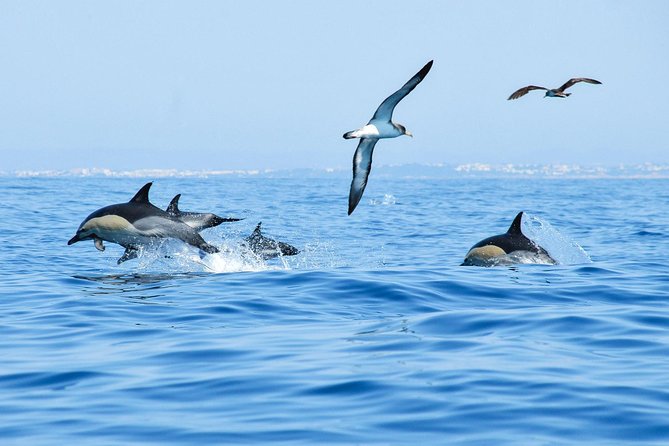 Dolphin Watching and Cave Boat Cruise from Albufeira - Is $35 a fair price?