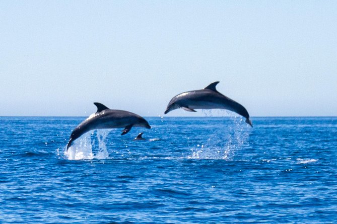 Dolphin Watching from Lagos with Marine Biologists - Why this Lagos dolphin trip is different