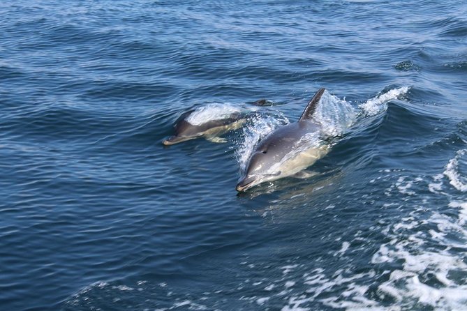 Dolphin Watching from Lagos with Marine Biologists - Meeting at Lagos Train Station