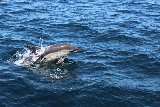 Dolphin Watching from Lagos with Marine Biologists - Who will enjoy this most?