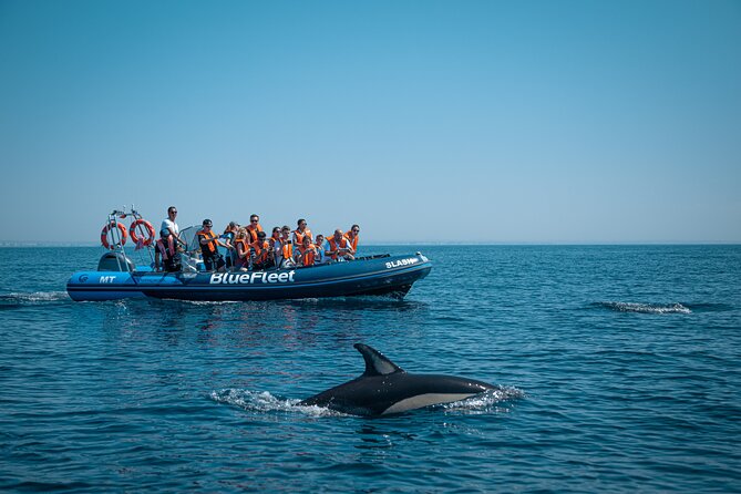 Dolphin Watching from Lagos with Marine Biologists - Searching for common and bottlenose dolphins