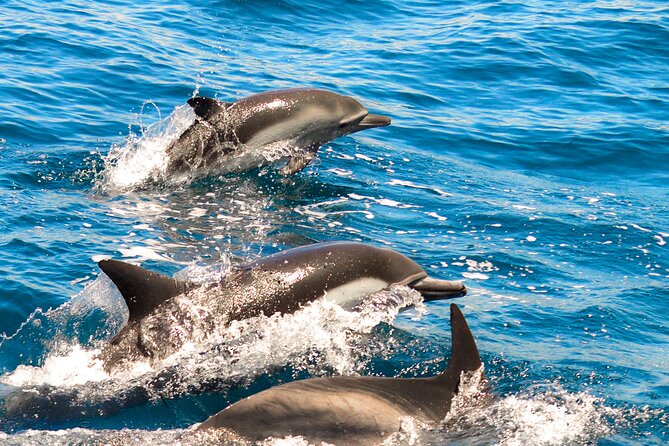 Dolphin-Watching in Marina de Lagos - Key points to know before boarding