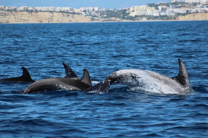 Dolphin-Watching in Marina de Lagos - Finding bottlenose and common dolphins