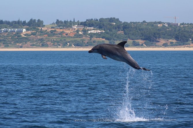 Dolphin-Watching in Marina de Lagos - The ride can be thrilling, and sometimes rough
