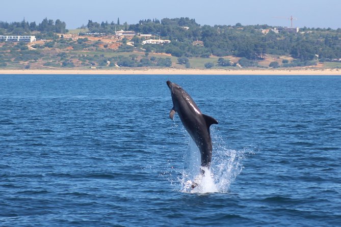 Dolphin-Watching in Marina de Lagos - What you should bring from Lagos