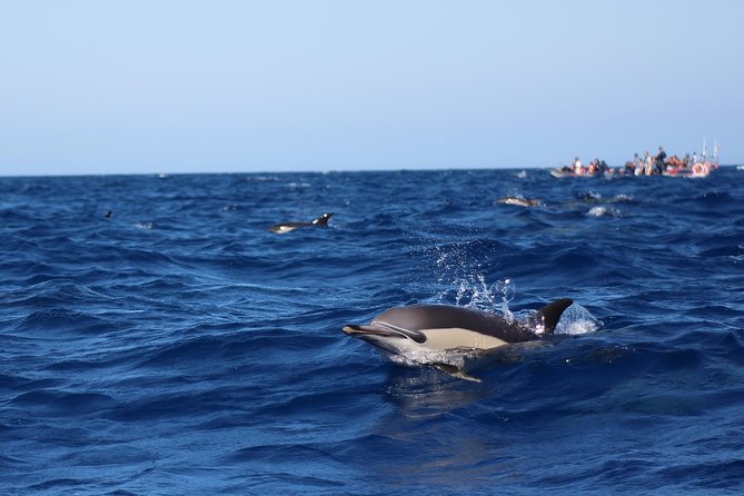 Dolphin-Watching in Marina de Lagos - Is $41.13 a fair price?