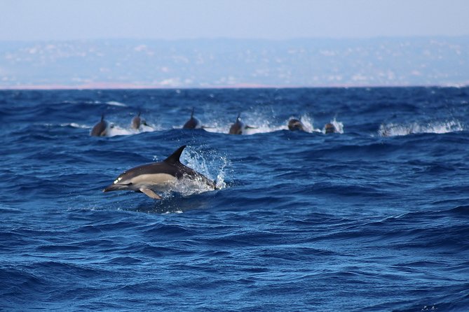 Dolphin-Watching in Marina de Lagos - Lagos, Alvor, or Portimão?