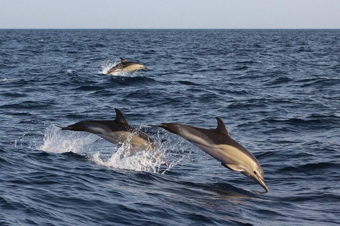 Dolphin-Watching in Marina de Lagos - How ethical is the encounter?