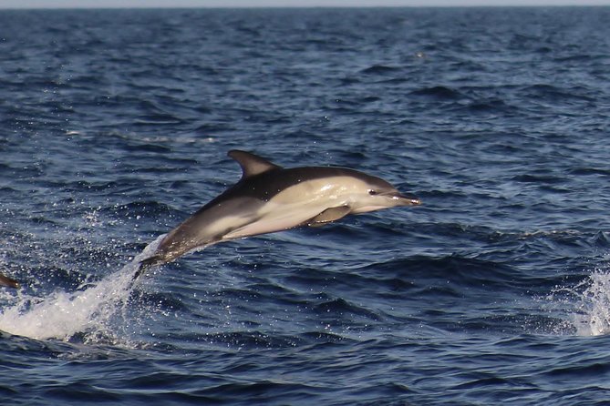 Dolphin-Watching in Marina de Lagos - Why the experienced crew matters