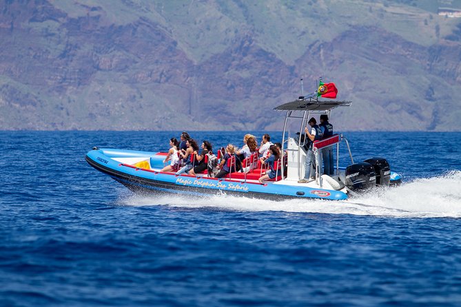 Dolphin - Whale - Turtle - Bird Watching - Why this small RIB changes the experience