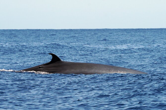 Dolphin - Whale - Turtle - Bird Watching - What the two-hour route is really like