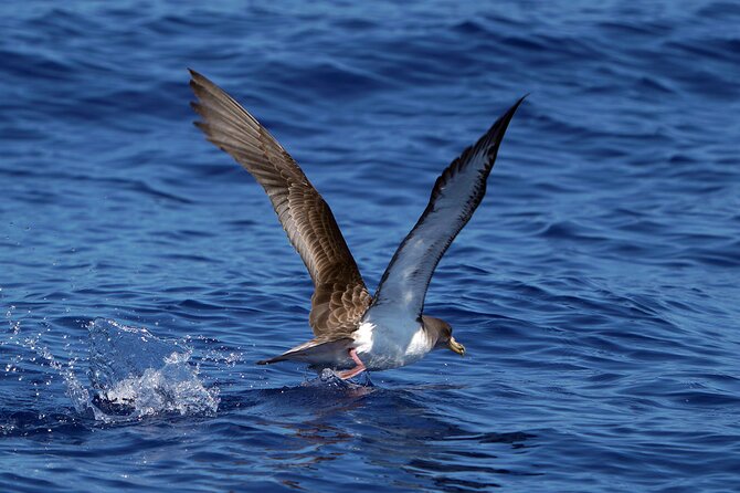 Dolphin - Whale - Turtle - Bird Watching - The wildlife you might see