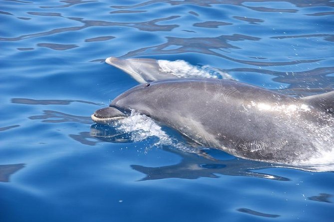 Dolphin - Whale - Turtle - Bird Watching - Is the wildlife guarantee useful?