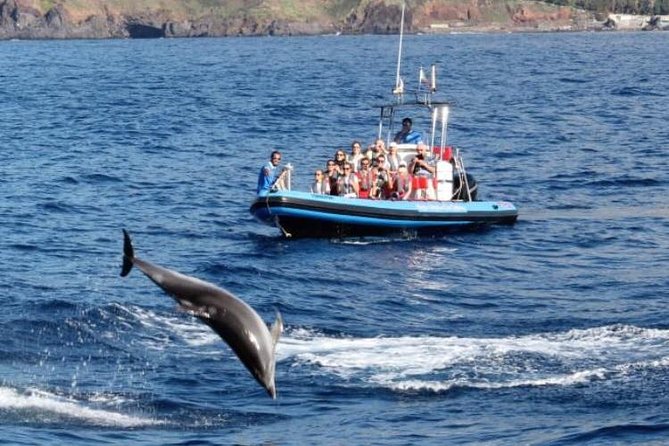 Dolphin - Whale - Turtle - Bird Watching - Price, timing, and what you receive