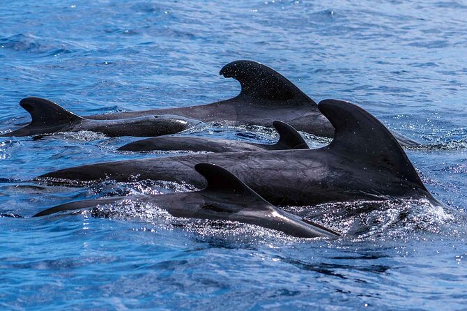 Dolphin - Whale - Turtle - Bird Watching - RIB or catamaran?