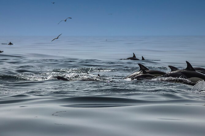 Dolphins & Benagil Caves with Biologist guide - Searching for dolphins in open water