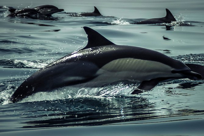 Dolphins & Benagil Caves with Biologist guide - The biologist guide makes the difference