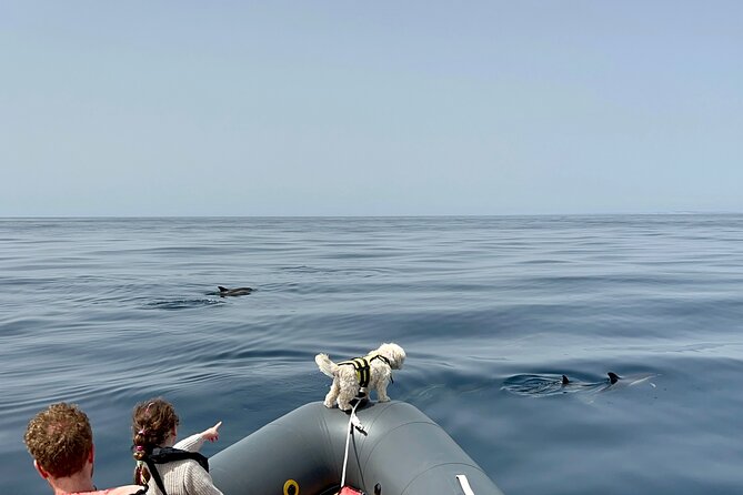 Dolphins & Benagil Caves with Biologist guide - Who will enjoy this boat trip most?