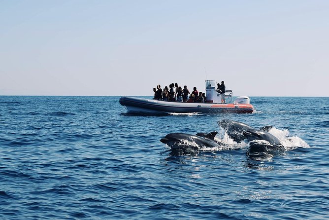 Dolphins Search and Benagil Caves from Albufeira - Setting off from Albufeira Marina