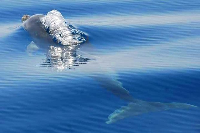 Dolphins Search and Benagil Caves from Albufeira - A thrilling ride, not a gentle cruise