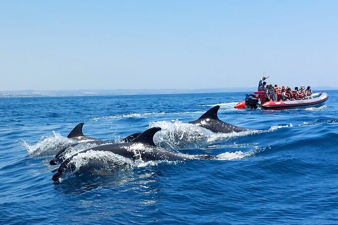 Dolphins Search and Benagil Caves from Albufeira - Reaching the Benagil Caves by small boat