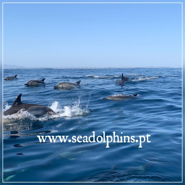 Dolphins Watching - Portimão - Setting out from Seadolphins at Praia da Rocha