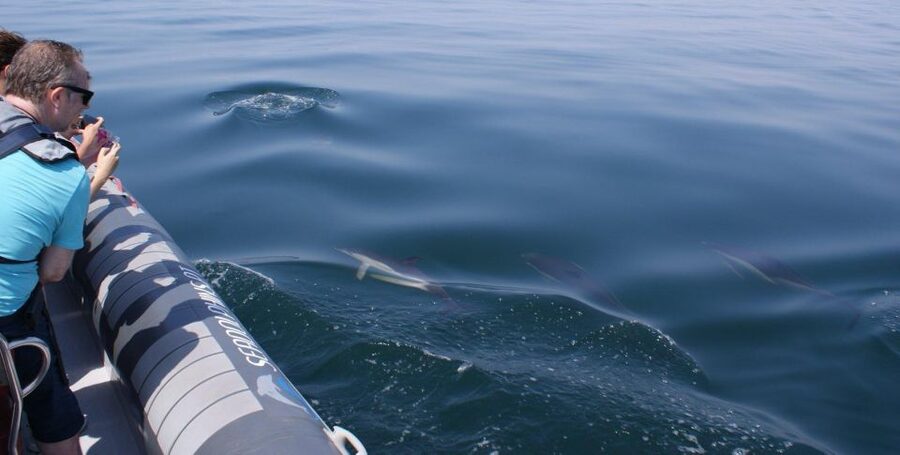 Dolphins Watching - Portimão - Should you book Dolphins Watching in Portimão?