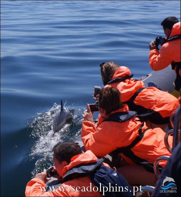 Dolphins Watching - Portimão - The return to Portimão by long-tail boat