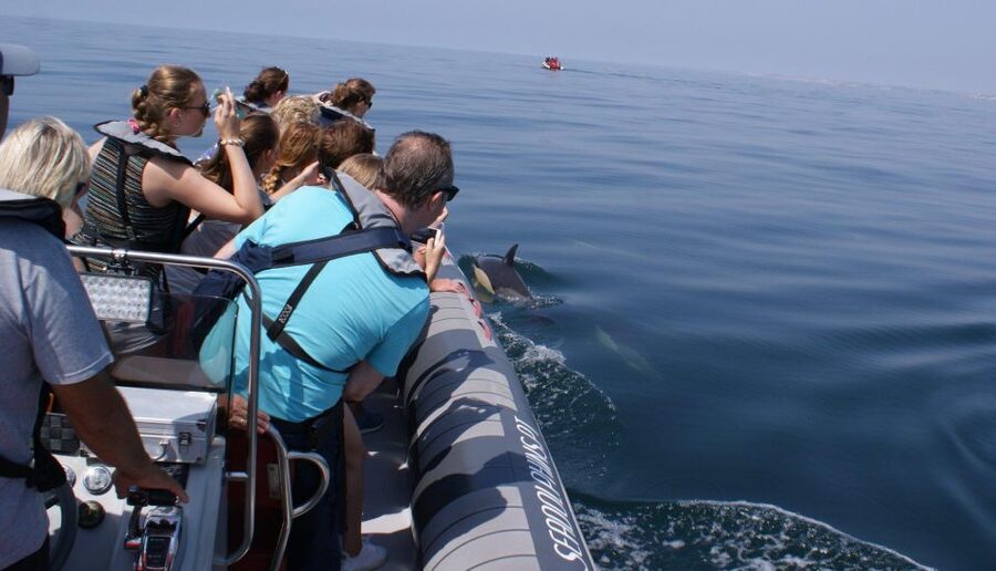 Dolphins Watching - Portimão - Is $41 a fair price?