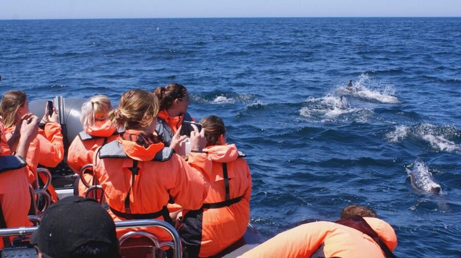 Dolphins Watching - Portimão - Who will enjoy this outing most