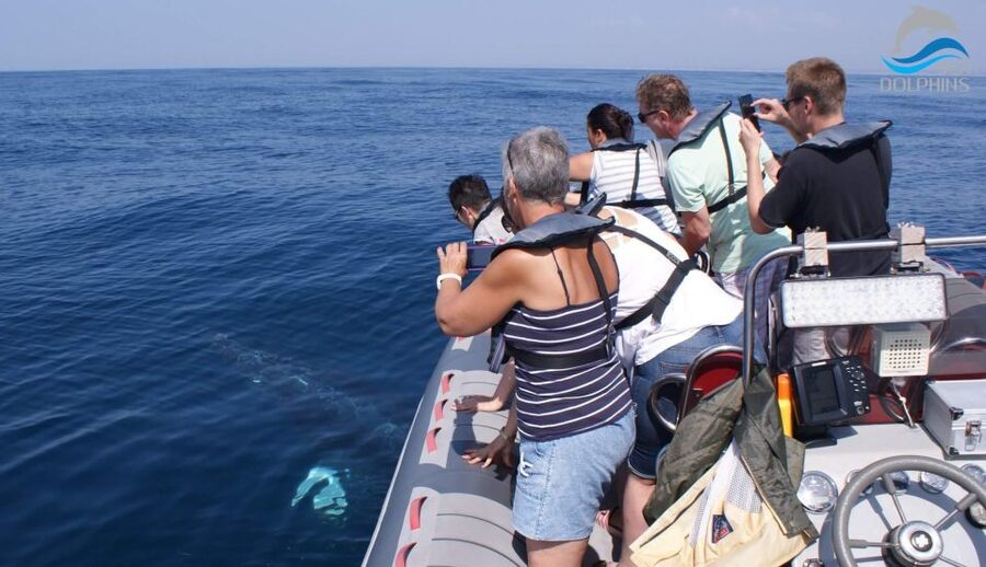 Dolphins Watching - Portimão - How the experience has performed