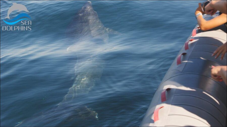 Dolphins Watching - Portimão - Booking flexibility and practical details