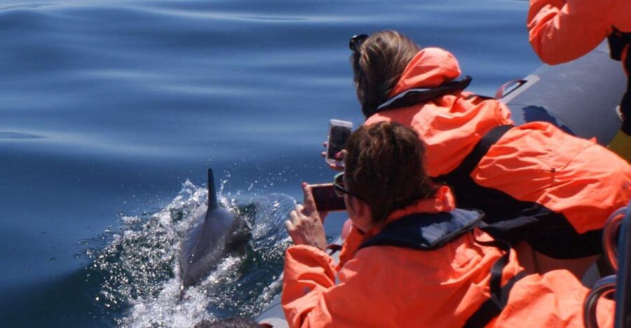 Dolphins Watching - Portimão - What guides Teresa and Albert add