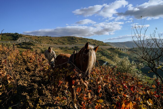 DOURO VALLEY: Lunch in a winery, tastings & 1-h private boat tour - What the day feels like in practice