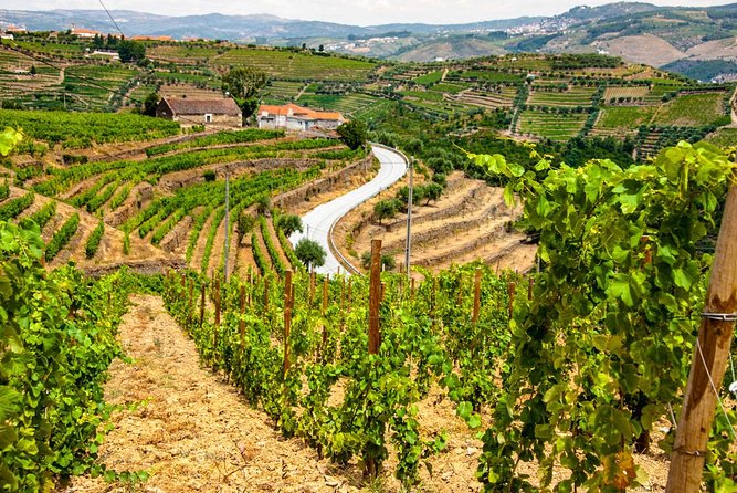 Douro Valley Private Day Trip including Boat Ride & Wine Tasting - Quinta do Infantado and the port tasting