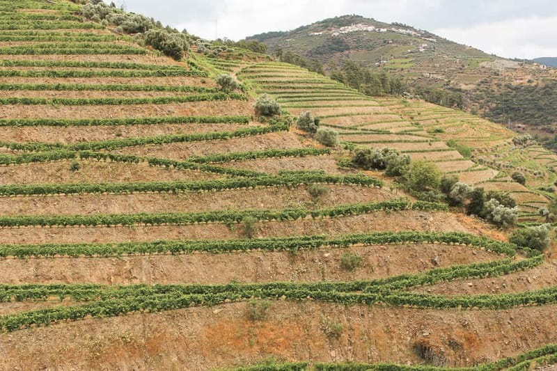 Douro Valley: Real Small-Group, Wine Tasting, Lunch & Boat - Booking advice and cancellation flexibility