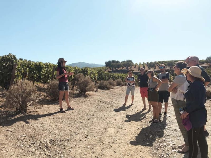 Douro Valley: Real Small-Group, Wine Tasting, Lunch & Boat - Lunch and the practical reality of the meal