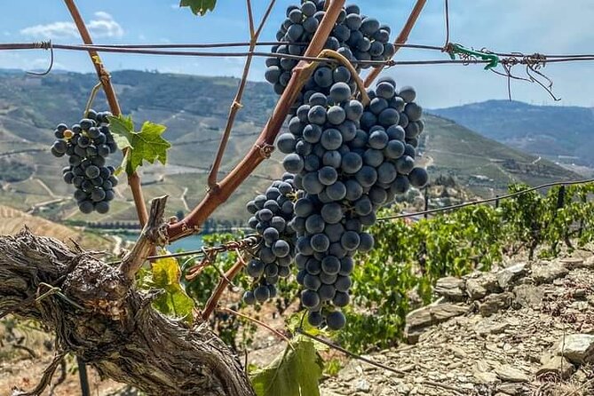 Douro Valley Small-Group Tour: 2 Wineries, Lunch, Optional Cruise - Why the Douro Valley deserves a full day