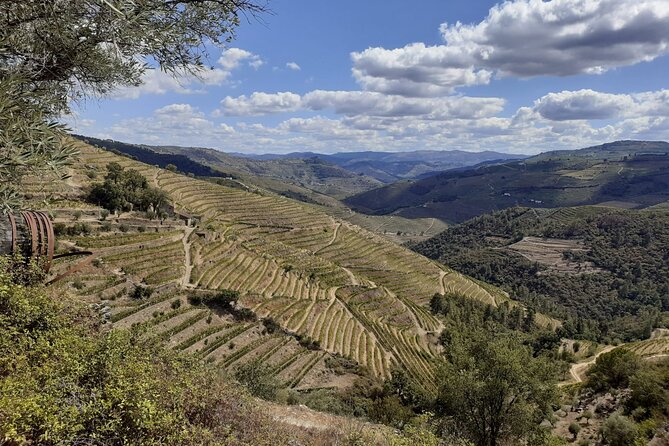 Douro Valley Small-Group Tour: 2 Wineries, Lunch, Optional Cruise - First winery: a closer look at Douro production