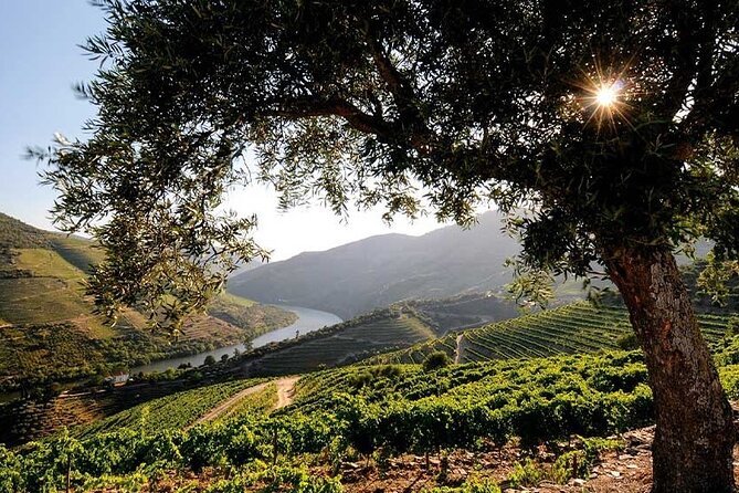 Douro Valley Small-Group Tour: 2 Wineries, Lunch, Optional Cruise - The guide can shape the entire day