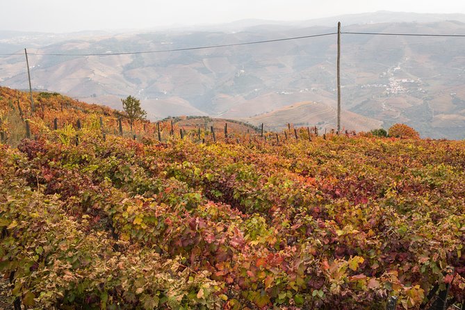 Douro Valley Small-Group Tour with Wine Tasting, Lunch and Boat - The N222 road and the Douro from above