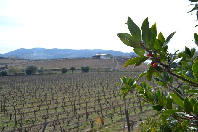 Douro Valley Tour: 2 Vineyard Visits, River Cruise, Winery Lunch - The Second Tasting: Wine, Port, and an Old Cellar