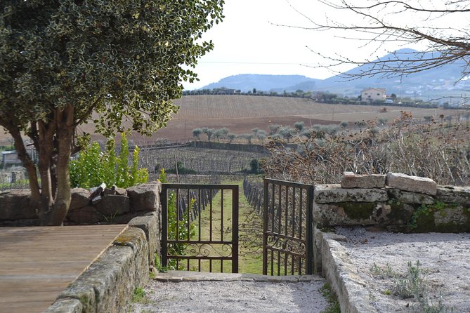 Douro Valley Tour: 2 Vineyard Visits, River Cruise, Winery Lunch - Is $101.58 a Good Value?
