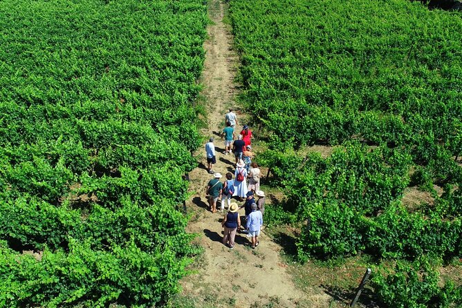 Douro Valley Tour - 3 Wine tastings, Lunch & river Cruise - Casal de Loivos brings wine and a superb viewpoint