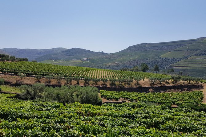 Douro Valley Wine Tour: 3 Vineyard Visits, Wine Tastings, Lunch - Who should book this Douro wine tour