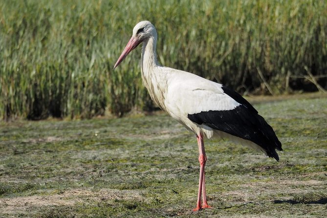 Eco Boat Tour in the Ria Formosa Lagoon from Faro - Faro old town from the water